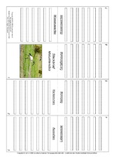 Faltbuch-Molukkenibis.pdf